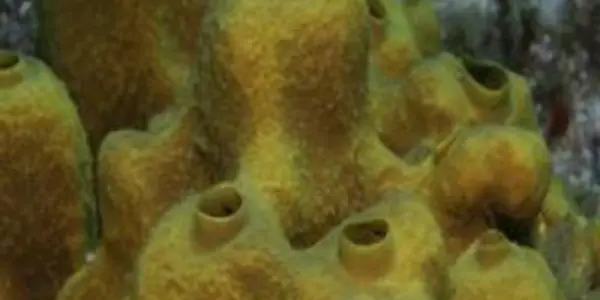 Earliest Evidence For Animal Life Pushed Back To 635 million years ago