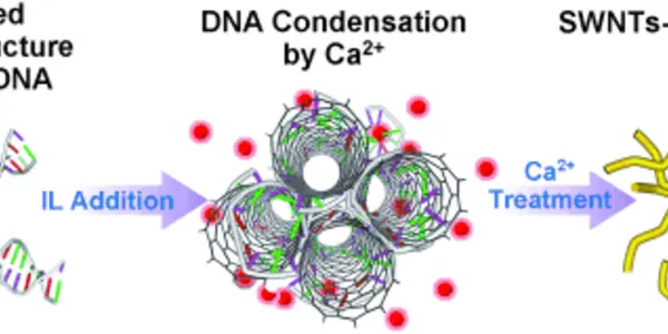 DNA-Wrapped Carbon Nanotubes - Progress Toward Artificial Tissue?