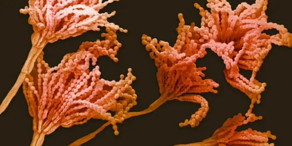 Thanks For The Antibiotics, Muad'Dib