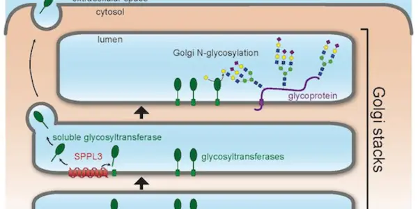 SPPL3: This Enzyme Has A Secret Way To Boost The Immune System