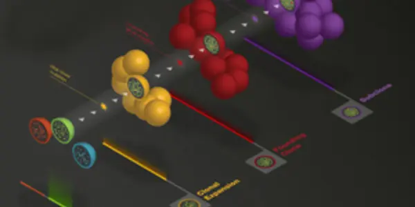 Leukemia Mutations Linked To Aging, Not Cancer