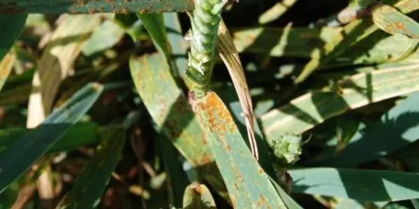 Update On The Science Race Against Wheat Stem Rust