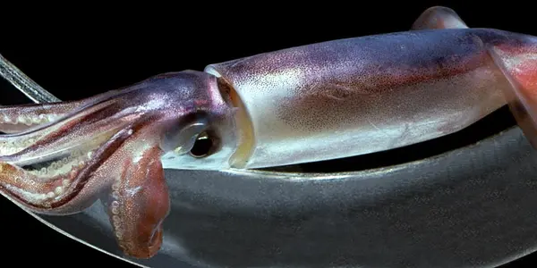 Squidly Masters Of The Sea