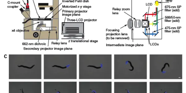 Laser Worms!