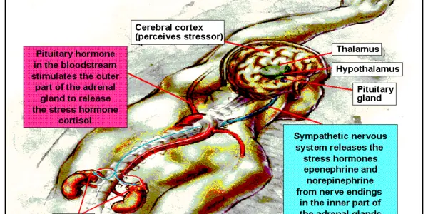 Is Too Much Exercise Bad For You?