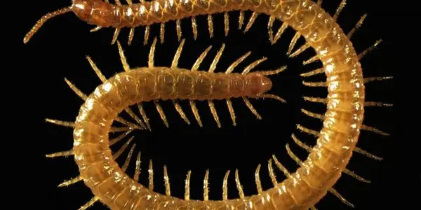 Blind Scottish Centipede Reveals How Venomous Carnivores Evolved