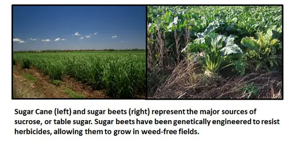 Sweet Irony:  The Environmental Impacts Of GMO Sugar Science Denial