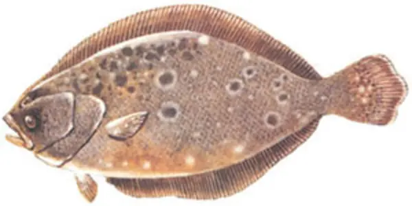 New York Government Sues To Be Allowed To Deplete More Fish