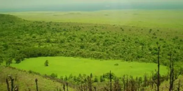 Invasive Plants In Galapagos A Global Warning