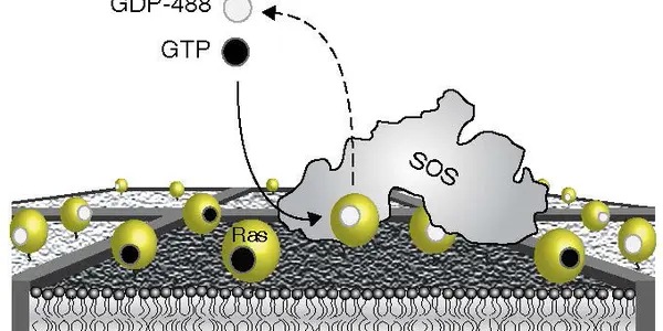 Breakthrough Discovery In Living Cell Signaling
