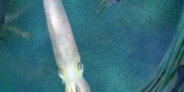 Syllipsimopodi Bideni: An Octopus With 10 Arms Pushes Back The Age Of Vampyropoda By Nearly 82 Million Years