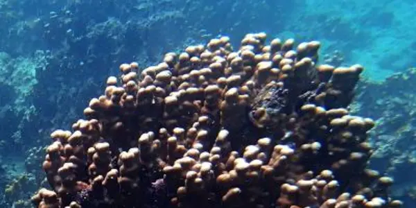 Symbiodinium Thermophilum: New Algal Speces Helps Coral Survive Hot Reefs