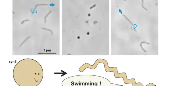 Syn3: This Synthetic Bacteria Is The Smallest Mobile Lifeform Ever (Artificially) Created