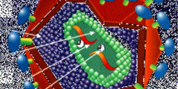 HIV Vaccine From Gene Therapy?