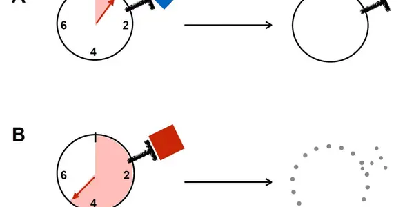 Dwell Time As The Missing Link: Counting The Seconds For Immunological Tolerance