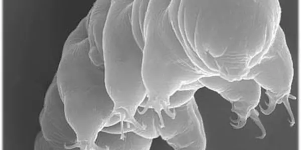 Tardigrade, The World's Most Indestructible Species - What Would It Take To Make Them Extinct?