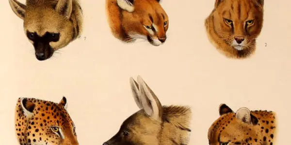 It's Time To Revise How We Classify Life On Earth
