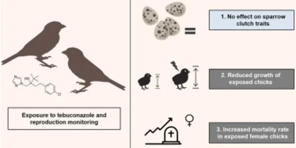 French Chicks Impacted Most: Activists Set Their Sights On Banning Tebuconazole