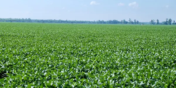 Consumers Don't Realize It But The Pandemic Has Clobbered Farmers