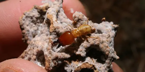 How Tiny Termites Hold Back Deserts