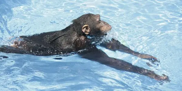 Apes That Dive And Swim  - First Documented Report