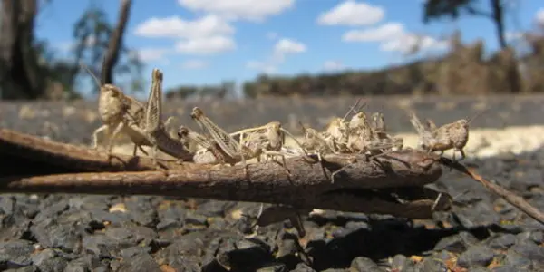 While Coronavirus Talk Dominates The US, Few Notice 25 Million Africans Being Devastated By Locusts