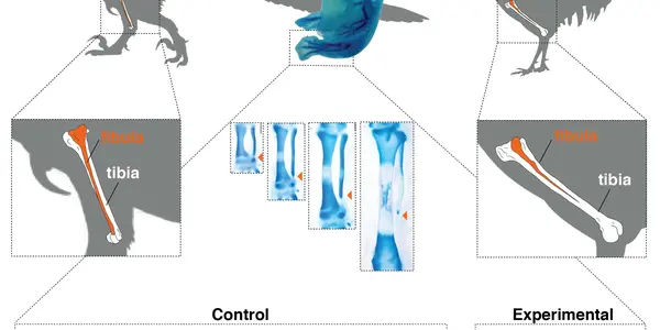 Evolution Reversed In Birds, Giving Them A Dinosaur-Like Lower Leg