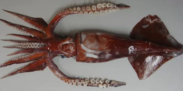 A Fading Squid Fishery