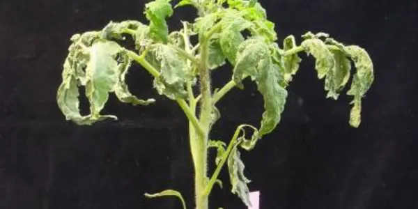 Optimizing Tomato Immune System Could Lead To Better Bacteria Protection