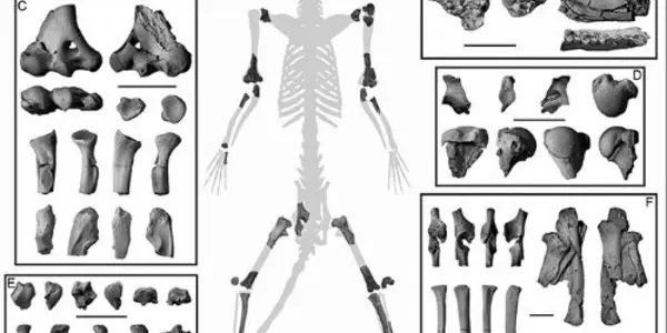 Torrejonia: Early Primates Were Tree Dwellers