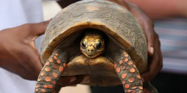 Resilient: Tortoise Missing Since 1982 Found When Family Cleans House