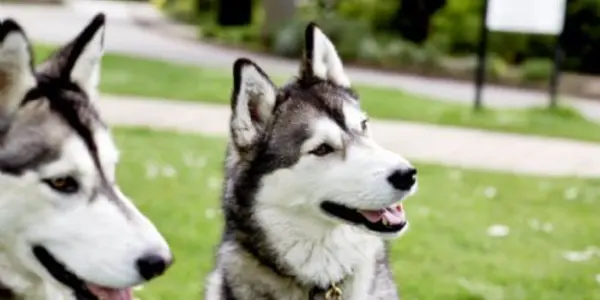 Your Dog Does Understand You - They Use Your Emotions To Predict Your Actions Much Like People Do