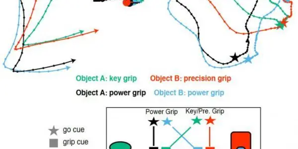 Grasping How The Brain Plans Gripping Motion