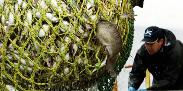 Wild Fish: It's Time For A Depth Limit On Trawling