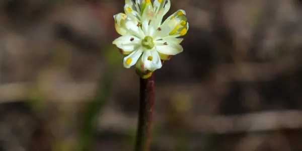 Beware Pests; There Is A New Carnivorous Plant Out There