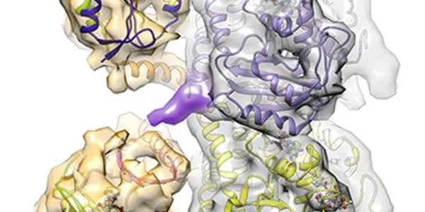 Mystery Of The Tubulin Code Unraveled