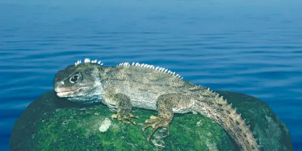 Was New Zealand Under Water 25 Million Years Ago?