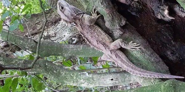 Tuatara: 250 Million Year Old Dinosaur Relative Is Part Mammal And Part Reptile
