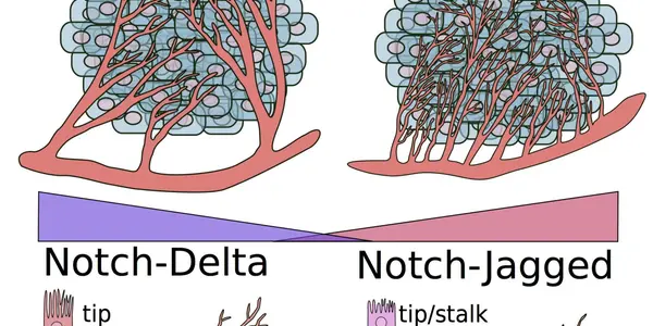 Hybrid Cells Cause Chaos Around Cancers