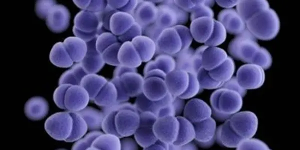 Zombie Bacteria Invasion? Nothing To Worry About