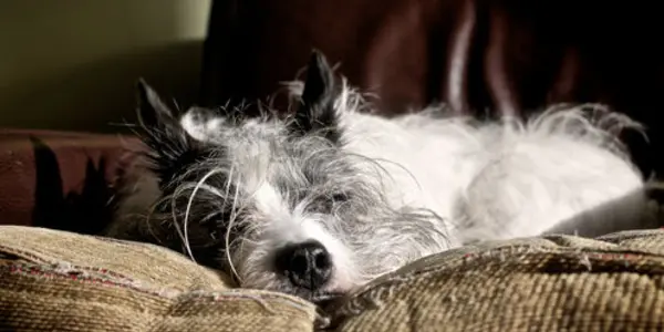 Twitching In Your Sleep Is More About Mapping The Brain Than Chasing Rabbits