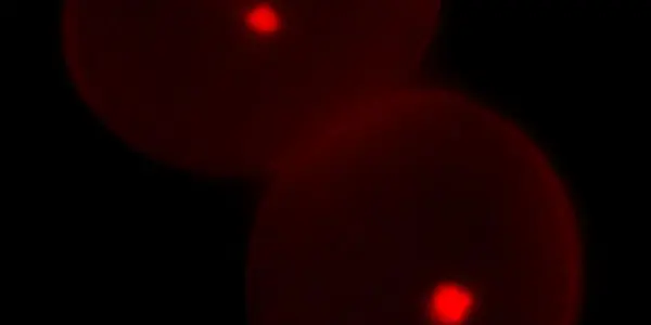 FBL17 Discovery  - The Gene Behind ‘Plant Sex Mystery’