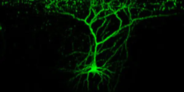 The Adaptive Brain In Action
