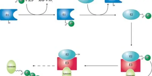 Aging And Angelman Syndrome -- Is There A Link?