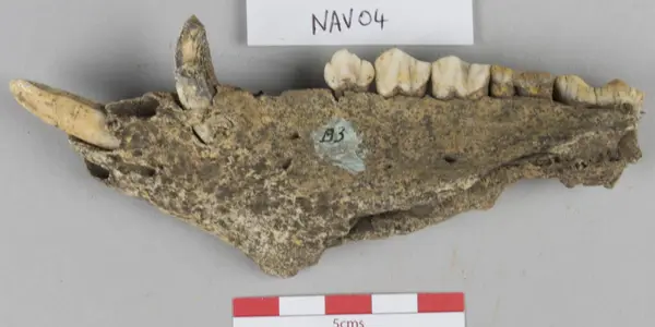 'Driving For Christmas' In Iron Age Ireland