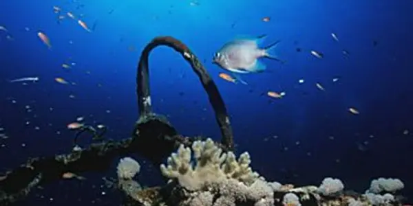 Underwater Photography In Sudan