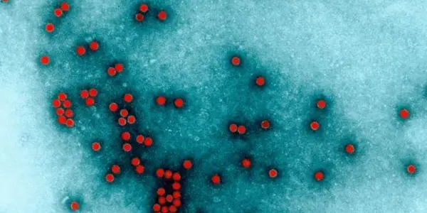 Discovered: Vaccine-Resistant Polio Strain