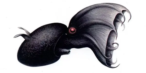Vampire Squid And The Evolution Of Cephalopod Sex