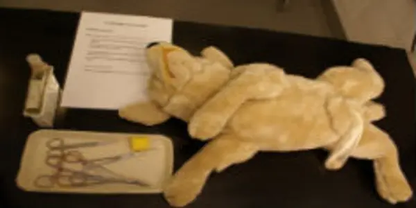 Veterinarians Squeamish About Working On Dead Animals Might Reconsider Their Careers