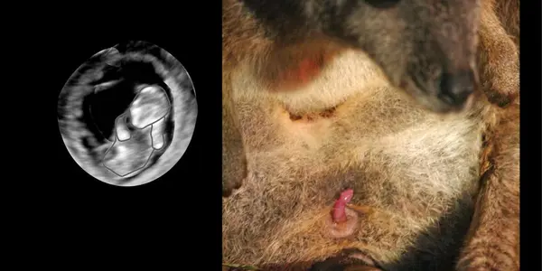 Marsupials: Climb To The Pouch Begins In Utero